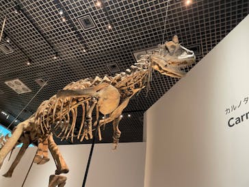 特別展「恐竜博2023」に投稿された画像（2023/6/24）