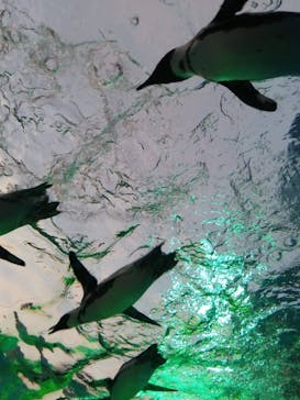 サンシャイン水族館に投稿された画像（2023/6/24）