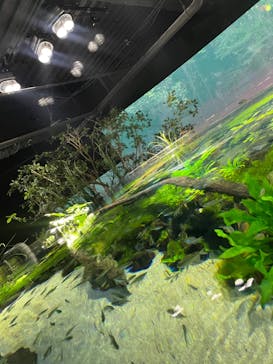 カワスイ 川崎⽔族館に投稿された画像（2023/6/24）