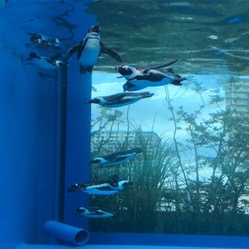 サンシャイン水族館に投稿された画像（2023/6/24）