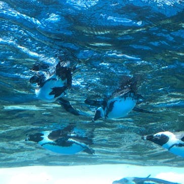 サンシャイン水族館に投稿された画像（2023/6/24）