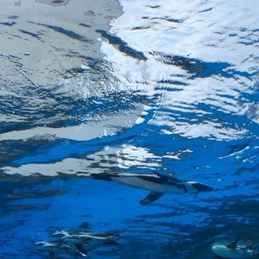 サンシャイン水族館に投稿された画像（2023/6/24）