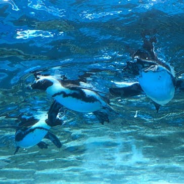 サンシャイン水族館に投稿された画像（2023/6/24）