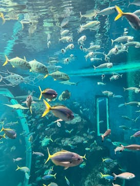 鴨川シーワールドに投稿された画像（2023/6/24）