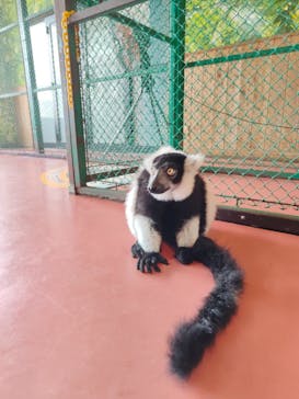 那須ワールドモンキーパークに投稿された画像（2023/6/24）