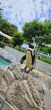 マリンワールド海の中道に投稿された画像（2023/6/25）