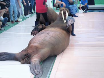 ゼロ距離水族館 伊勢シーパラダイスに投稿された画像（2023/6/25）
