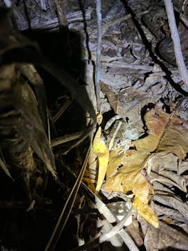 西表島 ADVENTURE PiPi（アドベンチャーピピ）に投稿された画像（2023/6/25）