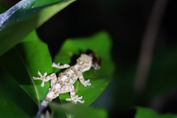 西表島 ADVENTURE PiPi（アドベンチャーピピ）に投稿された画像（2023/6/25）