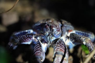 西表島 ADVENTURE PiPi（アドベンチャーピピ）に投稿された画像（2023/6/25）