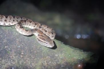 西表島 ADVENTURE PiPi（アドベンチャーピピ）に投稿された画像（2023/6/25）