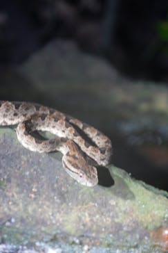 西表島 ADVENTURE PiPi（アドベンチャーピピ）に投稿された画像（2023/6/25）