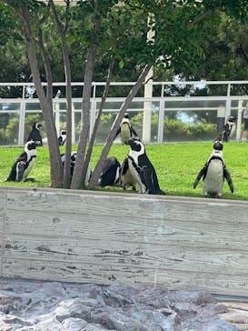 マリンワールド海の中道に投稿された画像（2023/6/25）