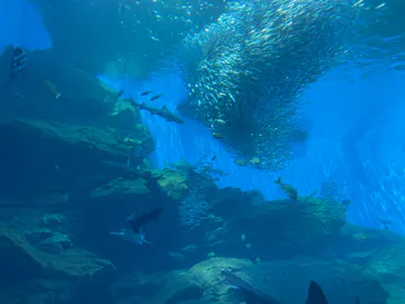仙台うみの杜水族館に投稿された画像（2023/6/25）
