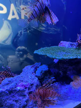 マクセル アクアパーク品川に投稿された画像（2023/6/25）