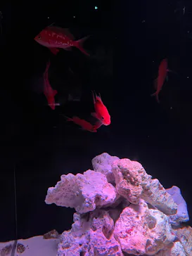 マクセル アクアパーク品川に投稿された画像（2023/6/25）