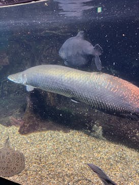 世界淡水魚園水族館　アクア・トトぎふに投稿された画像（2023/6/25）