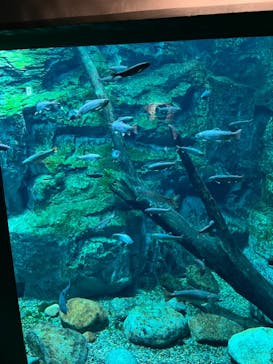 世界淡水魚園水族館　アクア・トトぎふに投稿された画像（2023/6/25）
