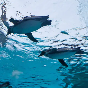 天王寺動物園に投稿された画像（2023/6/25）