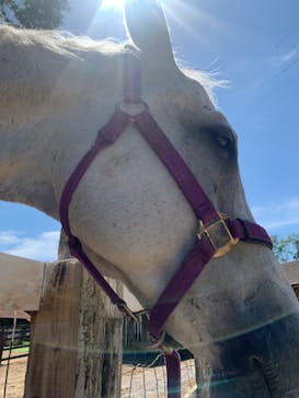 成田ゆめ牧場に投稿された画像（2023/6/25）