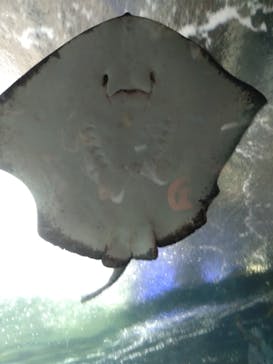 新江ノ島水族館に投稿された画像（2023/6/25）