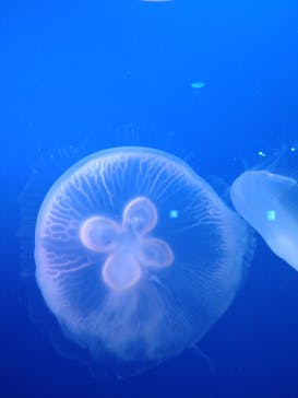 新江ノ島水族館に投稿された画像（2023/6/25）