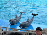 名古屋港水族館に投稿された画像（2023/6/25）