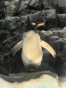 名古屋港水族館に投稿された画像（2023/6/25）