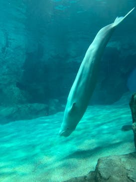 名古屋港水族館に投稿された画像（2023/6/25）