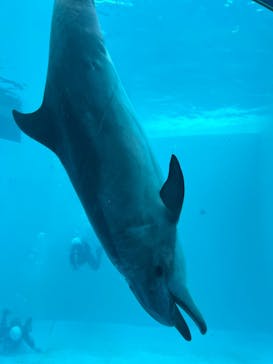 名古屋港水族館に投稿された画像（2023/6/25）