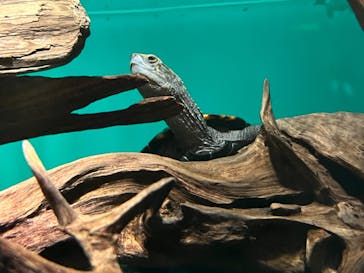 サンシャイン水族館に投稿された画像（2023/6/25）