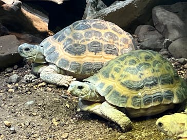 サンシャイン水族館に投稿された画像（2023/6/25）