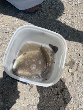 アクアマリンいなわしろカワセミ水族館に投稿された画像（2023/6/25）