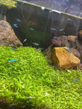 アクアマリンいなわしろカワセミ水族館に投稿された画像（2023/6/25）