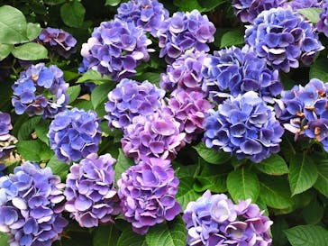 横浜イングリッシュガーデンに投稿された画像（2023/6/25）