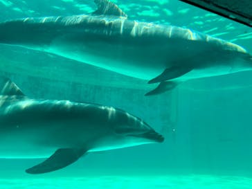 しながわ水族館に投稿された画像（2023/6/25）