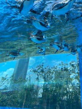 サンシャイン水族館に投稿された画像（2023/6/25）