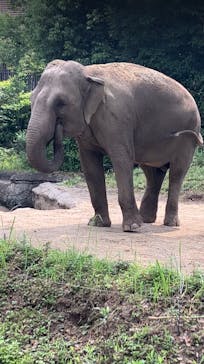 よこはま動物園ズーラシアに投稿された画像（2023/6/25）