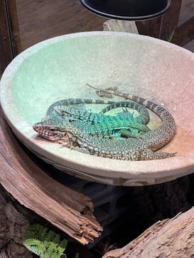 NARA IKIMONO MUSEUMに投稿された画像（2023/6/25）