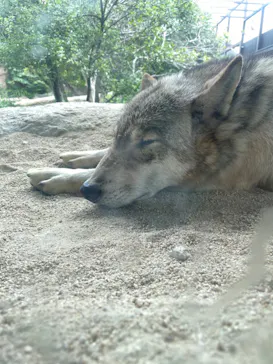 神戸どうぶつ王国に投稿された画像（2023/6/25）