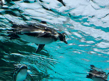 天王寺動物園に投稿された画像（2023/6/25）