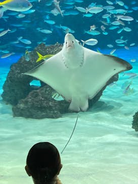 サンシャイン水族館に投稿された画像（2023/6/25）