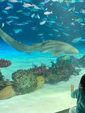 サンシャイン水族館に投稿された画像（2023/6/25）