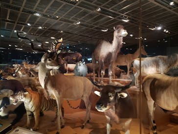 国立科学博物館に投稿された画像（2023/6/25）