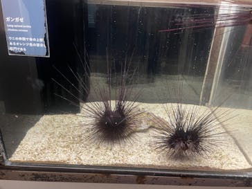 横浜開運水族館 フォーチュンアクアリウムに投稿された画像（2023/6/25）