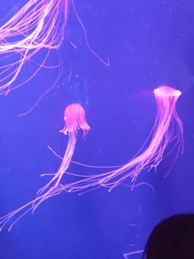 すみだ水族館に投稿された画像（2023/6/25）