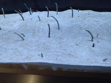 すみだ水族館に投稿された画像（2023/6/25）