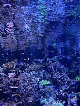 名古屋港水族館に投稿された画像（2023/6/25）