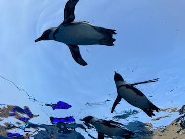 サンシャイン水族館に投稿された画像（2023/6/25）