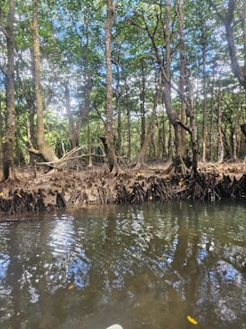 西表島 ADVENTURE PiPi（アドベンチャーピピ）に投稿された画像（2023/6/25）